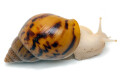 Achatina achatina achatina Ghana albino body juvenil